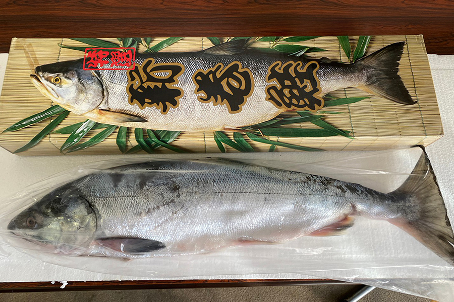 新巻鮭2.8kg